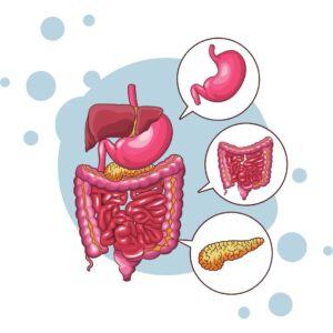 Human Physiology