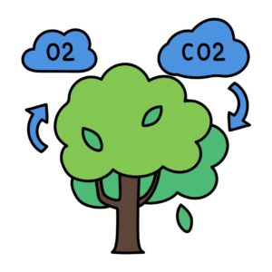 Metabolism, Cell respiration and photosynthesis