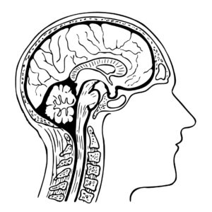 Neurobiology and behavior