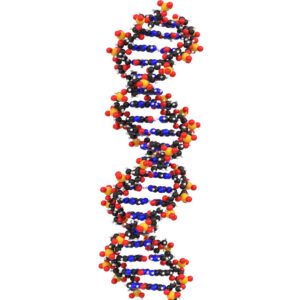 Nucleic Acids